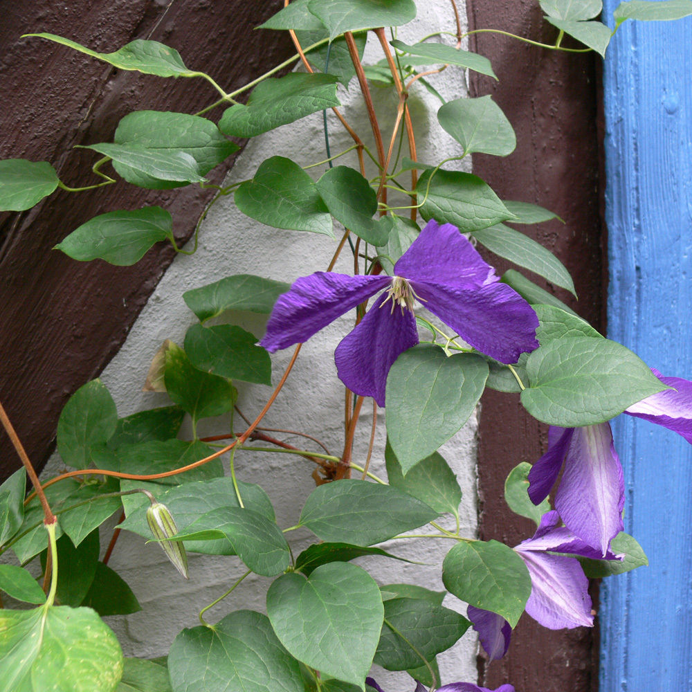 Изображение особи Clematis × jackmanii.
