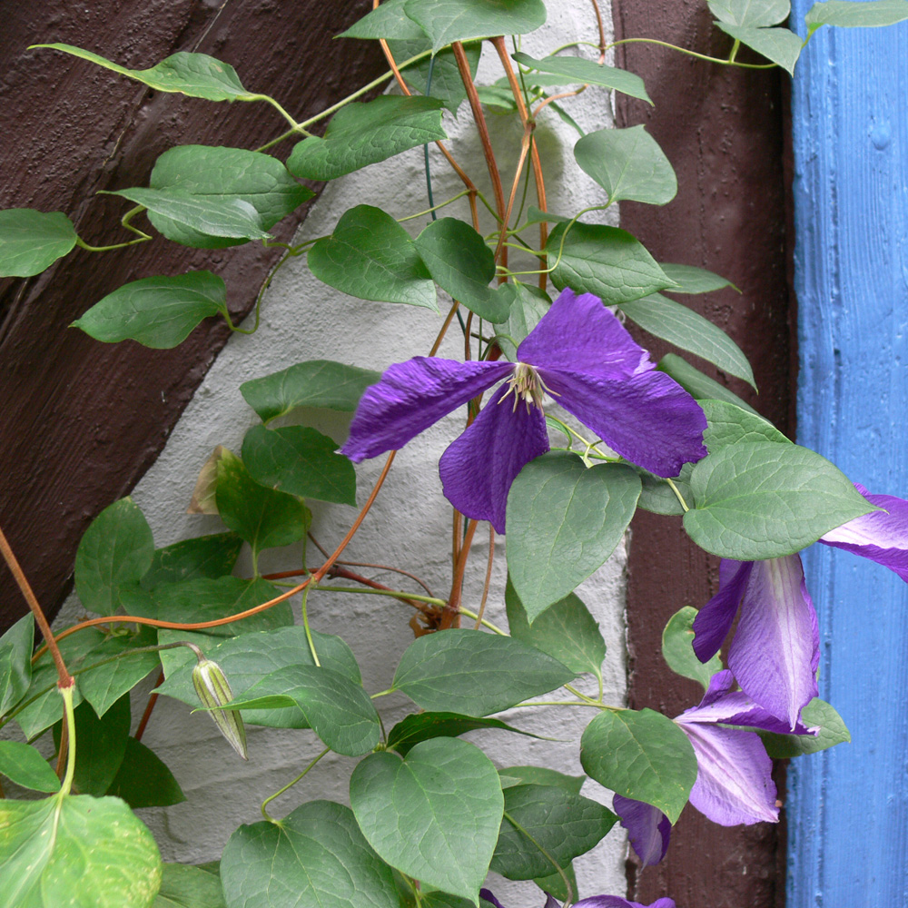 Изображение особи Clematis &times; jackmanii.