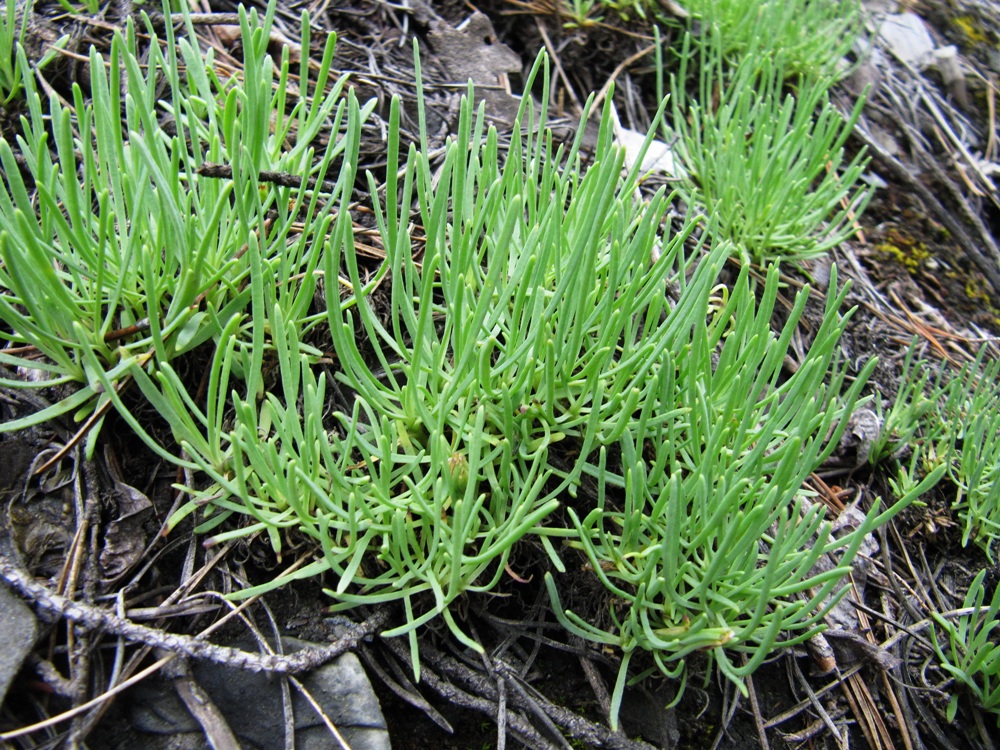 Изображение особи Gypsophila sambukii.