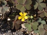 Oxalis corniculata