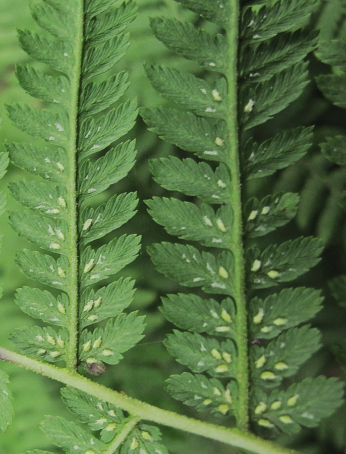 Image of Athyrium monomachii specimen.