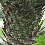 Araucaria araucana. Средняя часть ствола молодого растения. Южный Берег Крыма, пгт Партенит, ЛОК \"Айвазовское\". 25.01.2013.