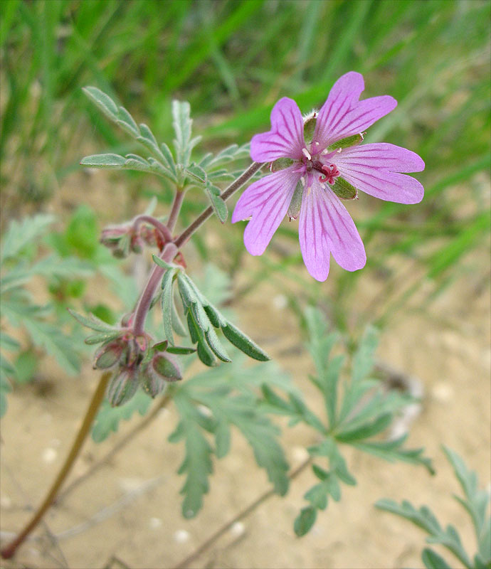 Image of Geranium tuberosum specimen.