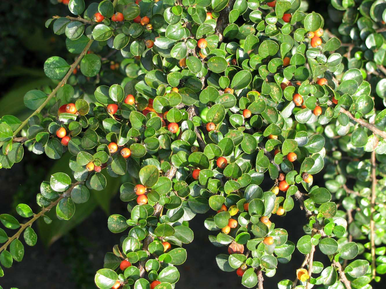 Изображение особи Cotoneaster buxifolius.