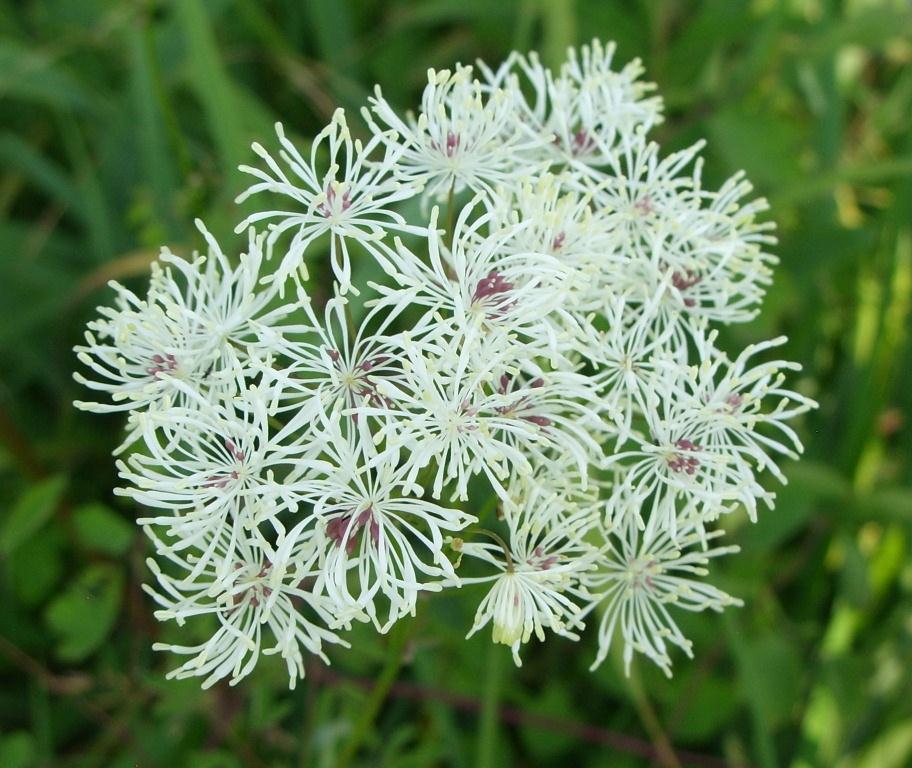 Изображение особи Thalictrum contortum.