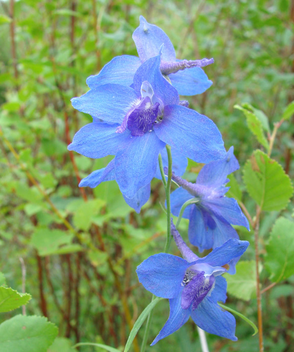 Image of Delphinium cheilanthum specimen.