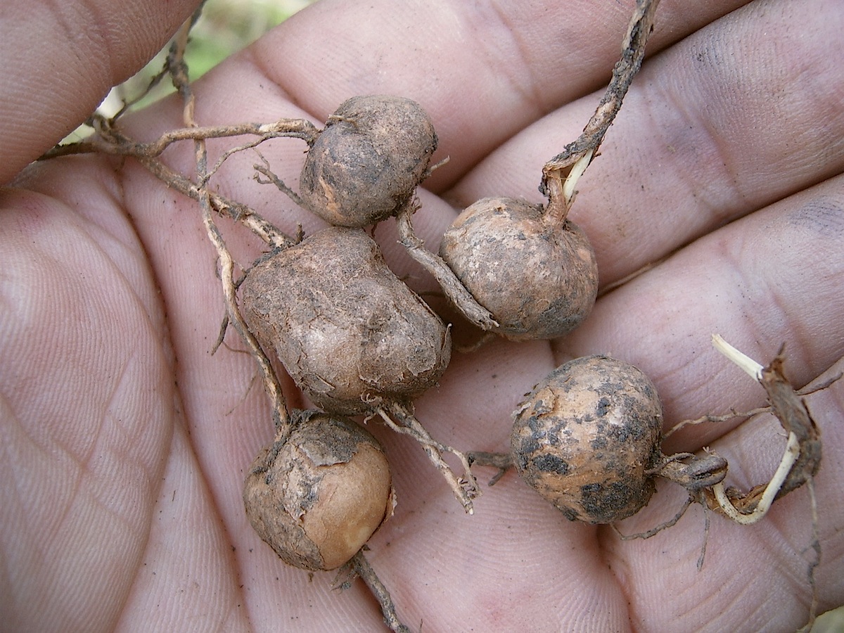 Image of Phlomoides tuberosa specimen.