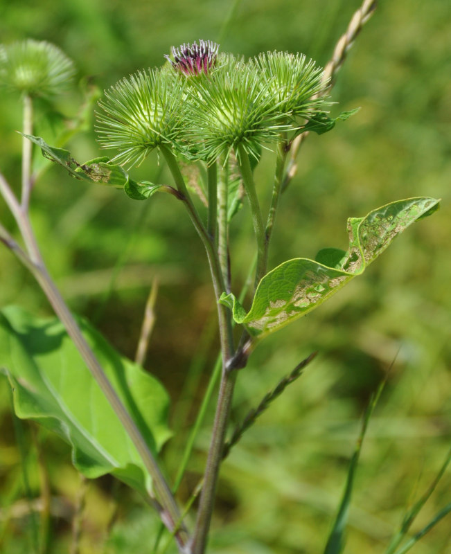 Image of Arctium lappa specimen.