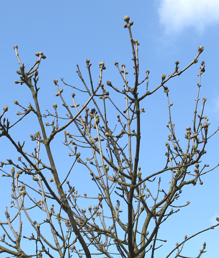 Image of Fraxinus ornus specimen.