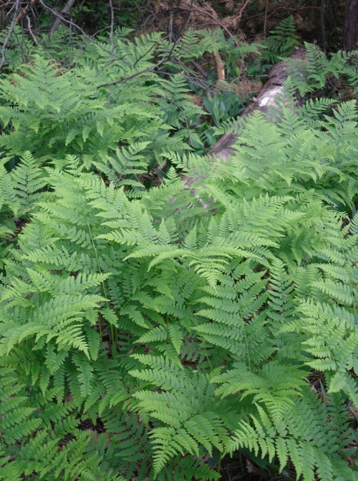 Изображение особи Pteridium pinetorum.