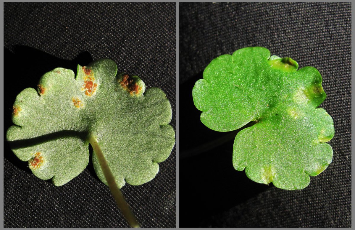 Image of Chrysosplenium alternifolium specimen.