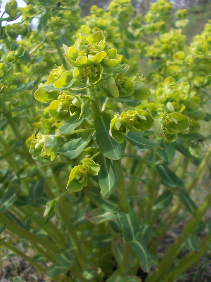 Изображение особи Euphorbia jenisseiensis.