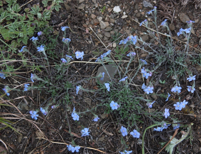 Image of Eritrichium jenisseense specimen.