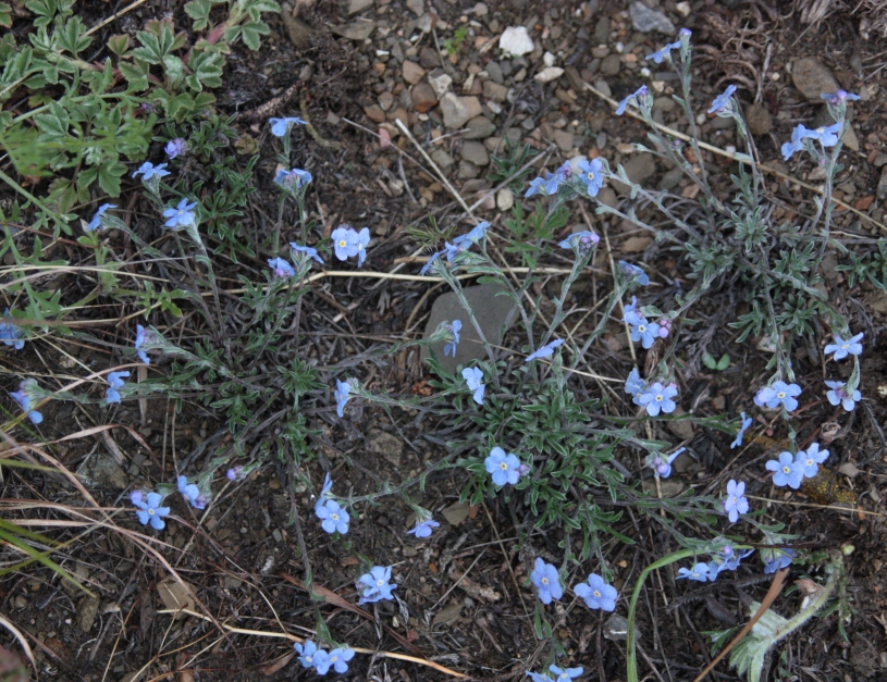 Изображение особи Eritrichium jenisseense.