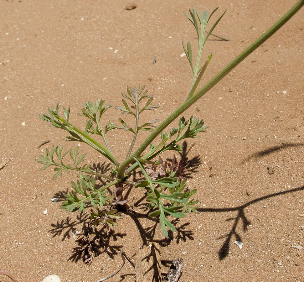 Изображение особи Nigella arvensis.