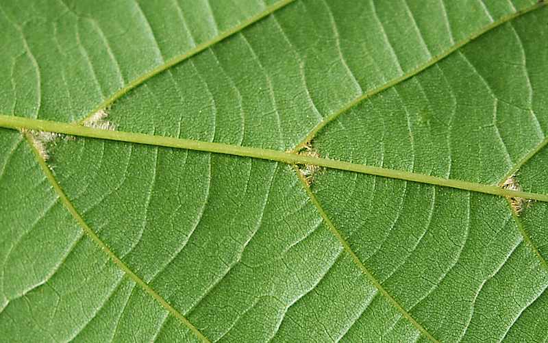 Image of Tilia europaea specimen.