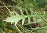 Image of taxon representative. Author is Сергей Одинец