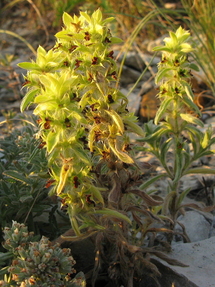 Image of Sideritis montana specimen.