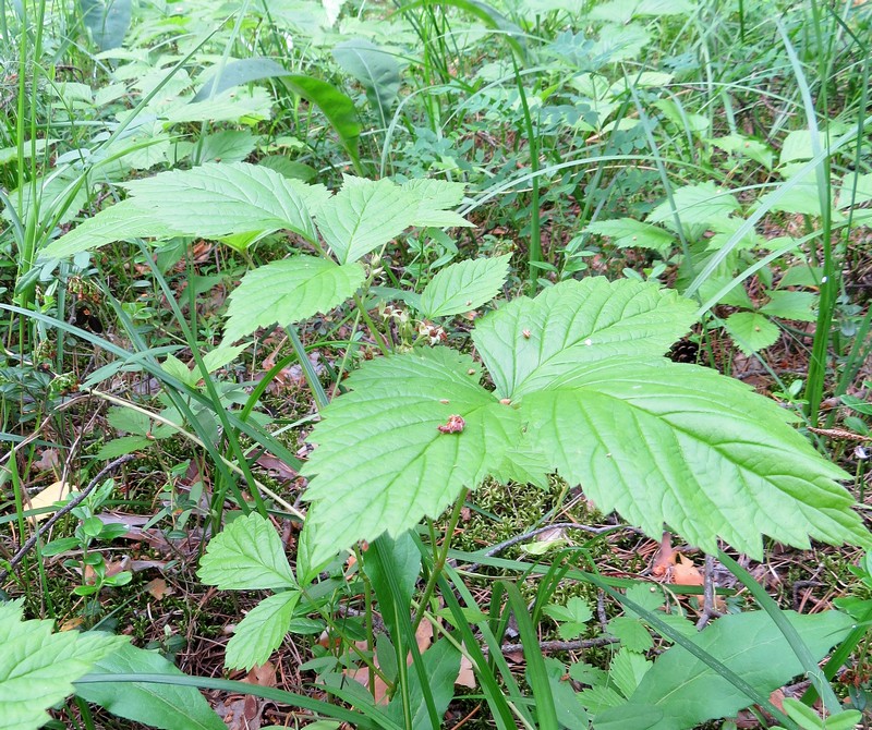 Image of Rubus saxatilis specimen.