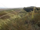 Stipa capillata