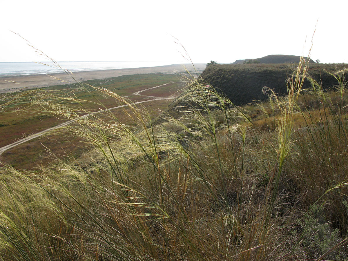 Изображение особи Stipa capillata.