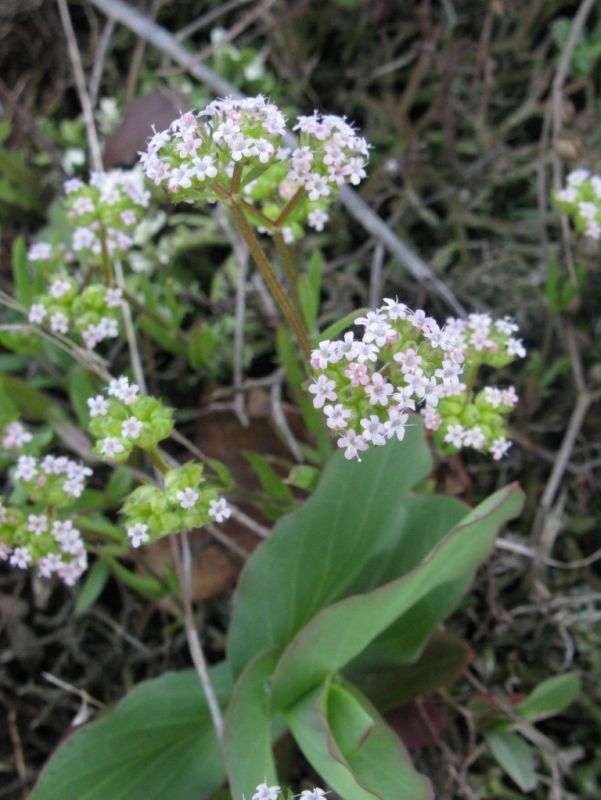 Изображение особи Valerianella rimosa.