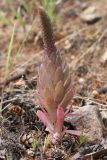 Orostachys malacophylla. Зацветающее растение. Бурятия, Баунтовский эвенкийский район, окр. пос. Северный, долина р. Иннокан, опушка леса. 21.07.2013.