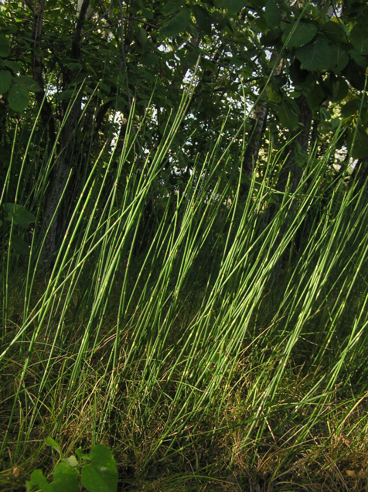 Image of Equisetum &times; moorei specimen.