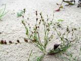 Juncus bufonius. Плодоносящее растение. Беларусь, г. Гродно, лесомассив Пышки, правый берег реки Нёман. 13.10.2013.