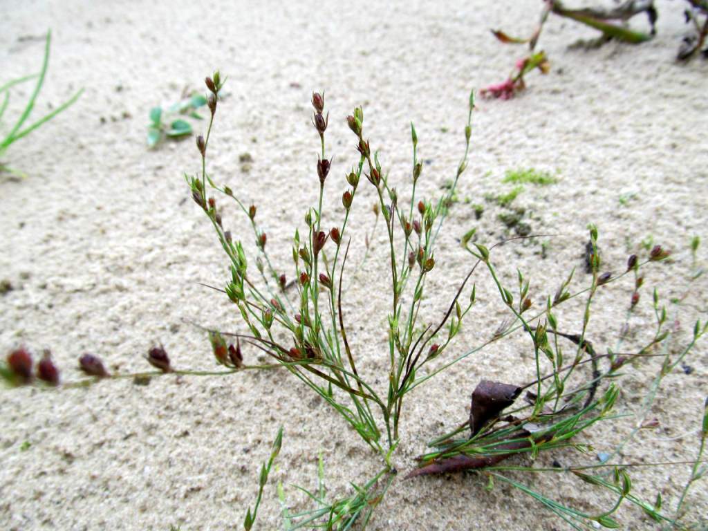 Image of Juncus bufonius specimen.