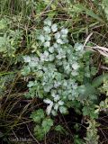 Thalictrum minus. Вегетирующее растение, листья которого поражены мучнисторосяным грибом Erysiphe aquilegiae. Хмельницкая обл., Каменец-Подольский р-н, западнее с. Вербка, урочище Четыре кавалера, НПП \"Подольские Товтры\", луговая степь на склоне товтры. 24 сентября 2013 г.