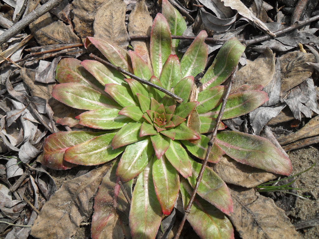 Image of Oenothera biennis specimen.