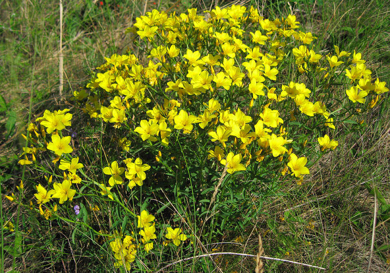 Image of Linum flavum specimen.