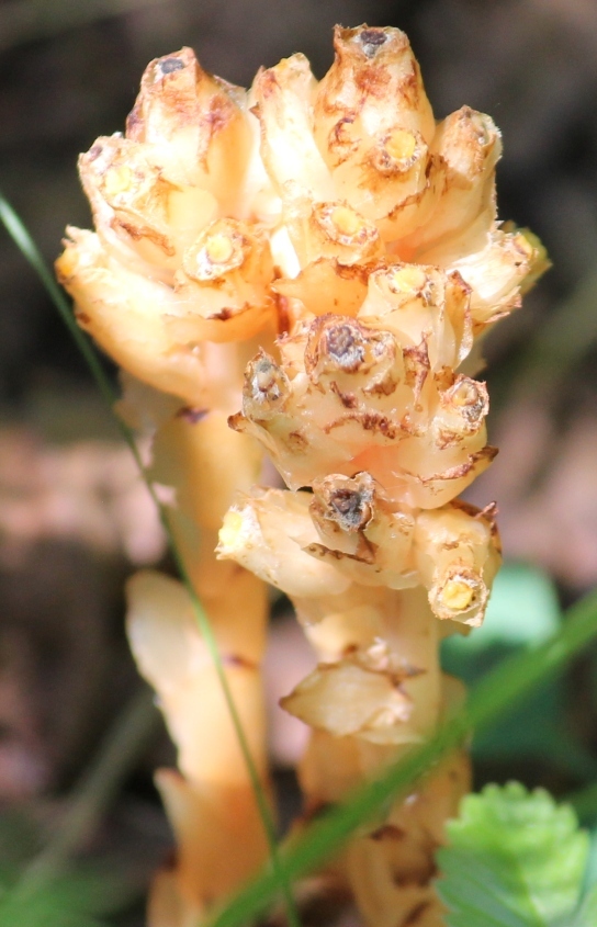 Image of Hypopitys monotropa specimen.