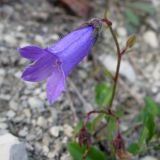 Campanula praealta