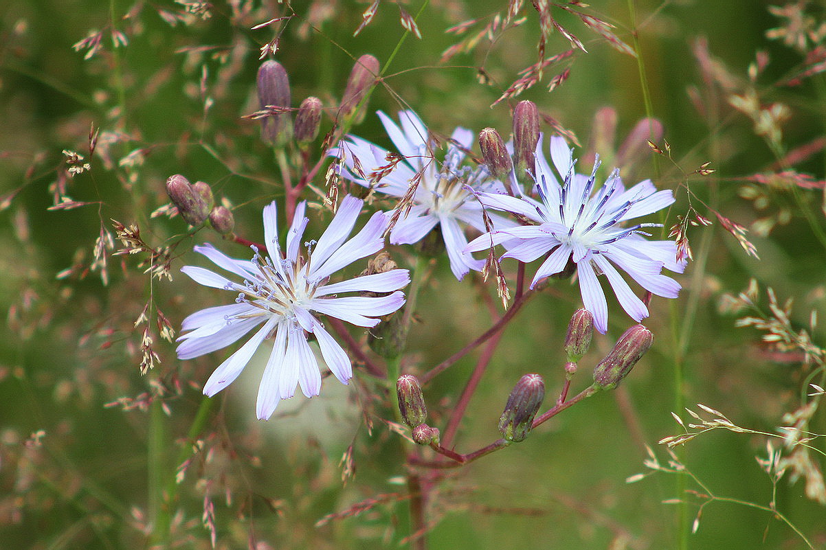 Image of Lactuca tatarica specimen.