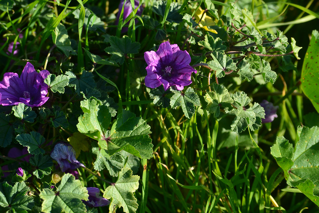 Изображение особи Malva erecta.