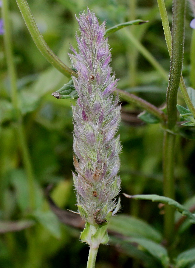 Изображение особи Nepeta nervosa.