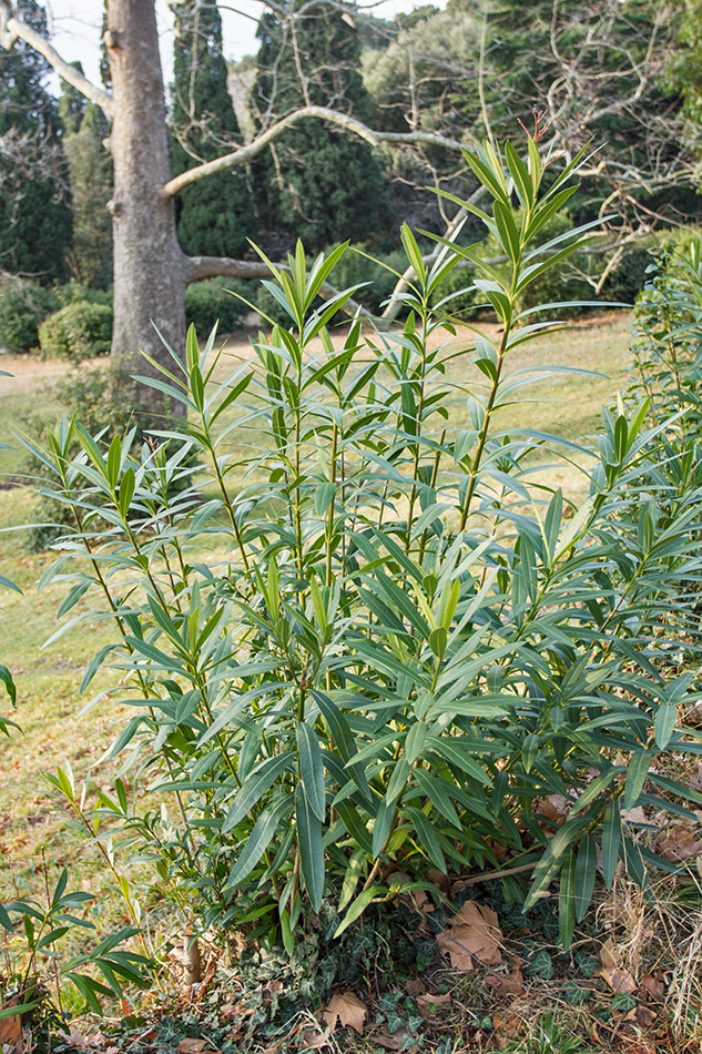 Image of Nerium oleander specimen.