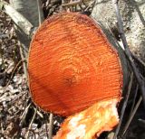 Image of taxon representative. Author is Геннадий Окатов