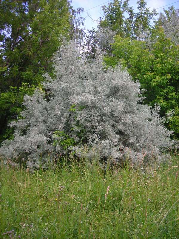 Image of Elaeagnus angustifolia specimen.