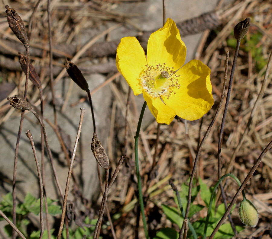 Image of Papaver rhaeticum specimen.