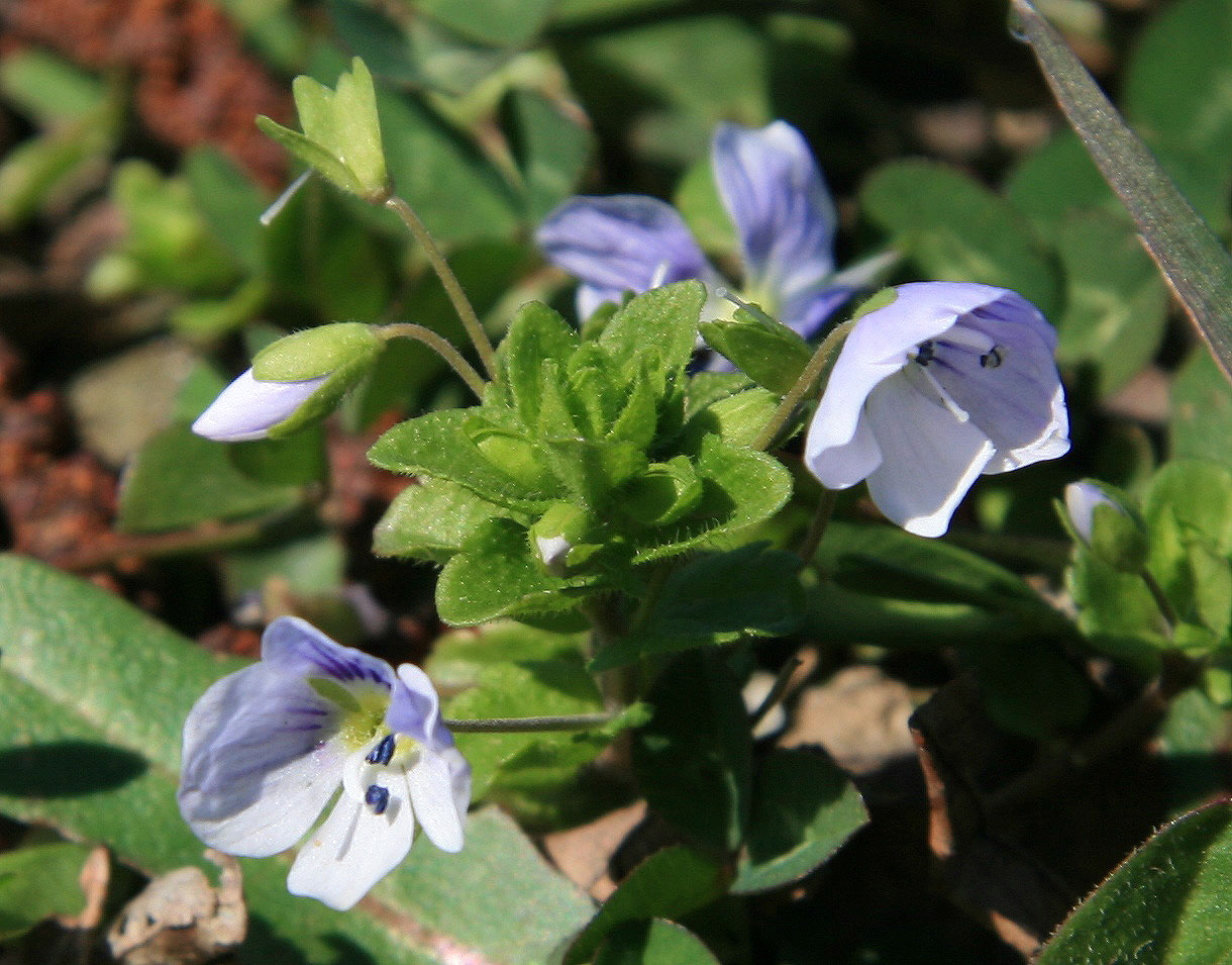 Изображение особи Veronica filiformis.