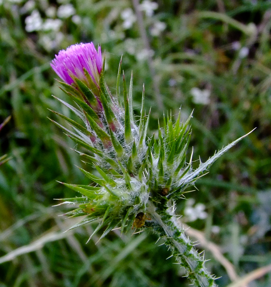 Изображение особи Carduus argentatus.