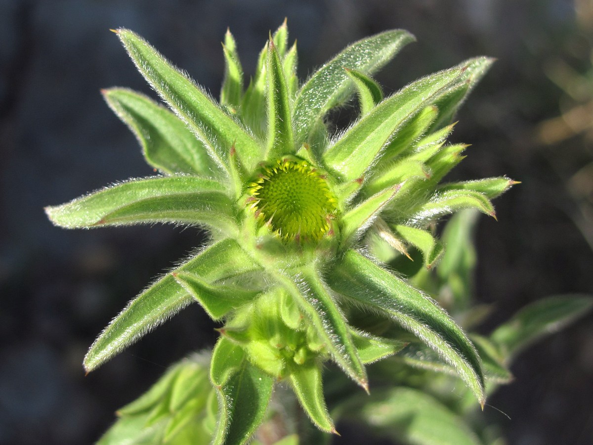 Изображение особи Pallenis spinosa.