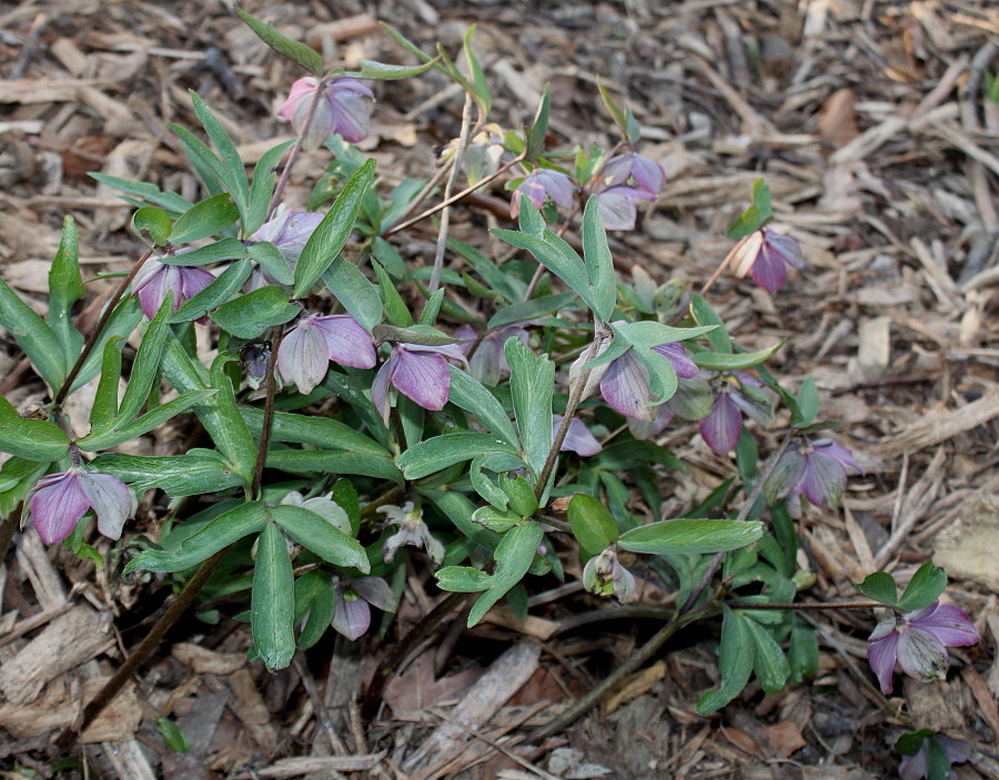 Image of Helleborus purpurascens specimen.