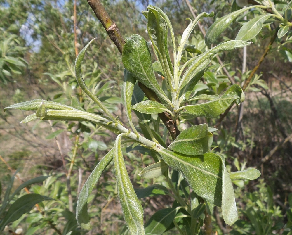 Image of Salix &times; reichardtii specimen.