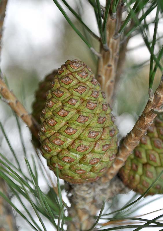 Image of Pinus eldarica specimen.