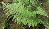 Polystichum setiferum. Молодые вайи ('Proliferum Plumosum Densum'). Германия, г. Дюссельдорф, Ботанический сад университета. 04.05.2014.