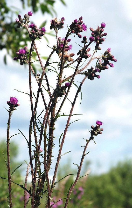 Изображение особи Cirsium palustre.